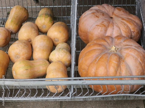 Fototapeta pumpkins laying in a basket on the sidewalk at the grocery