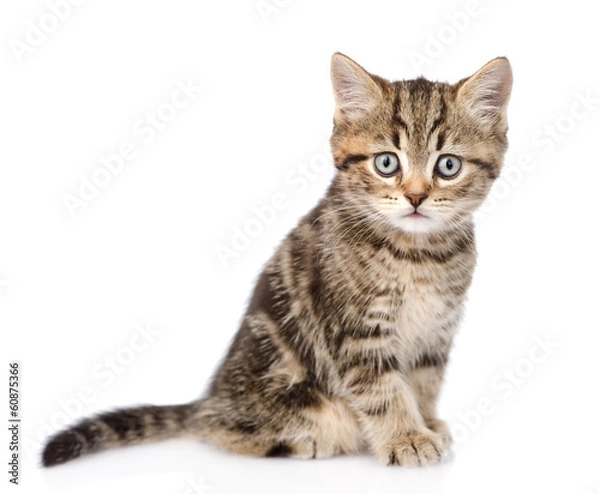 Fototapeta Scottish kitten looking at camera. isolated on white background