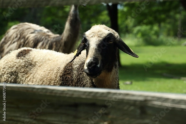 Obraz sheep on a farm