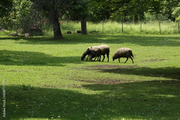 Obraz Sheeps on the farm