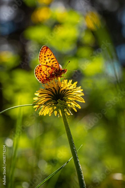 Obraz A beautiful butterfly on a dandelion flower on a background of green foliage