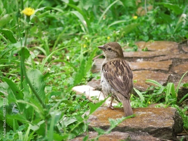 Obraz Bird in the garden