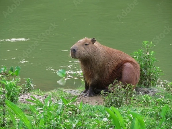 Obraz Capybara on the riverside