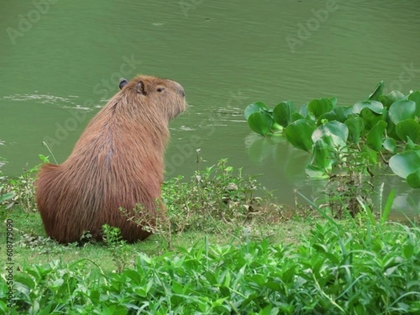 Obraz Calm capybara in the river