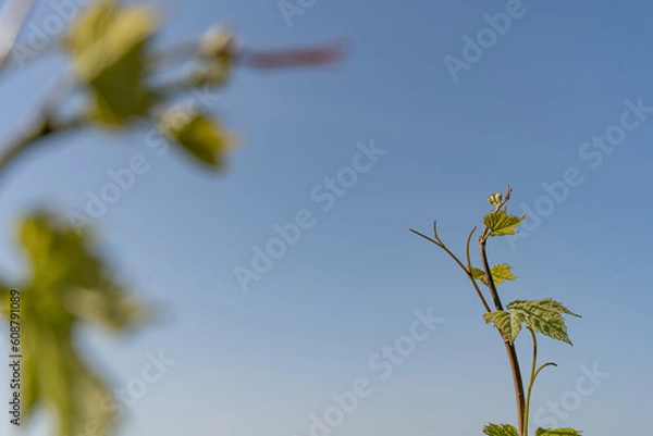 Fototapeta nature vignes vignerons champagne printemps