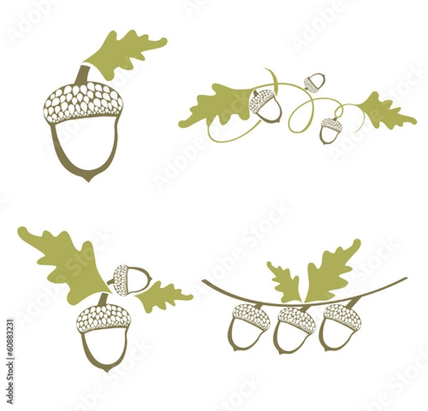 Fototapeta Acorn Design Set