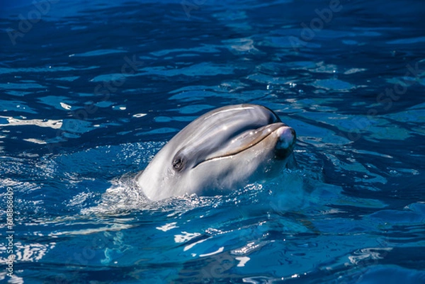 Fototapeta 実はとても賢い「イルカ」。脳の半分ずつを交互に眠らせることができるそうです。（半球睡眠）