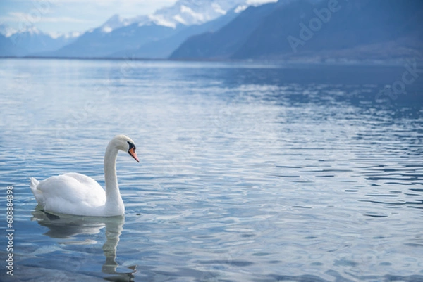 Fototapeta white swans at Lake Geneva in Vevey, Switzerland.