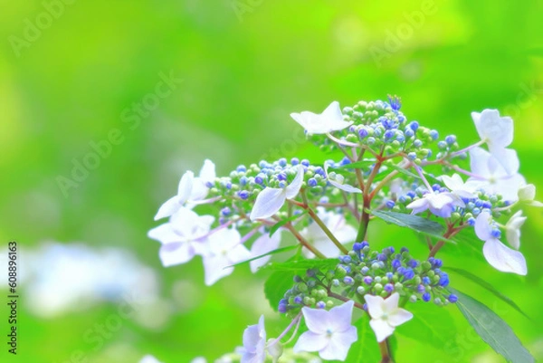 Fototapeta 爽やかな白とブルーの額アジサイ