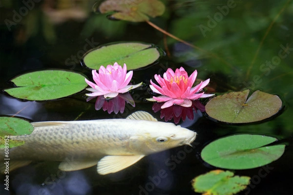 Fototapeta Koi Pond