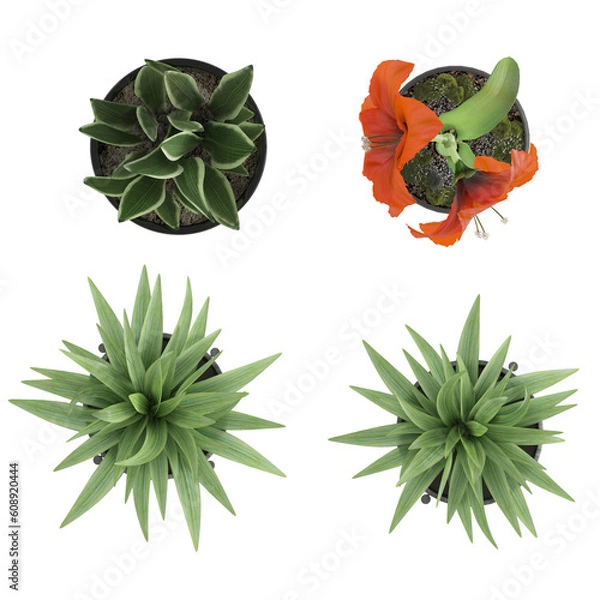 Obraz Plants top view