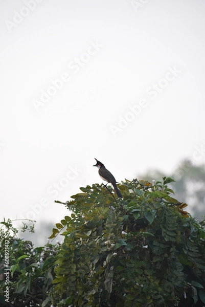 Obraz Red Whiskered Bulbul