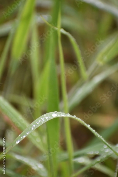 Obraz Dew Drops