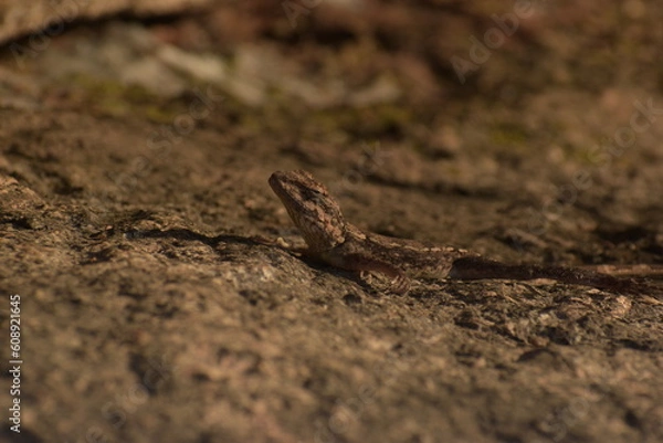 Obraz Rock Agama -Lizard
