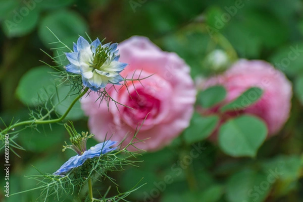 Obraz 春の庭に咲くバラの花