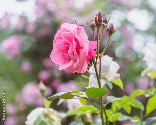 Obraz 春の庭に咲くバラの花