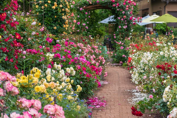 Obraz 春のバラ園の風景