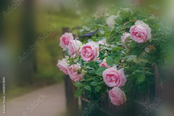 Obraz 春の庭に咲くバラの花