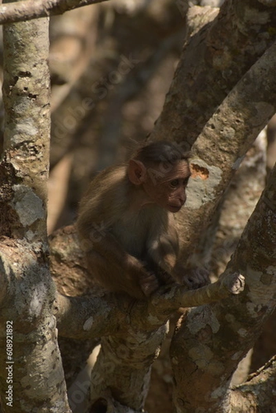 Obraz Bonnet Macaque Infant
