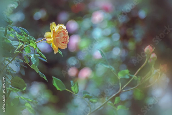 Obraz 春の庭に咲くバラの花