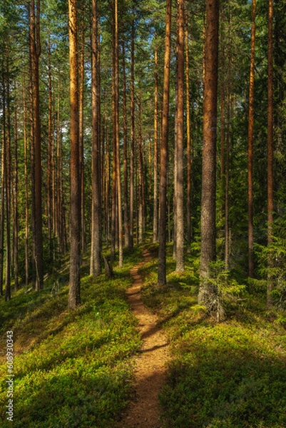Fototapeta Walking path in a pine forest in Sweden