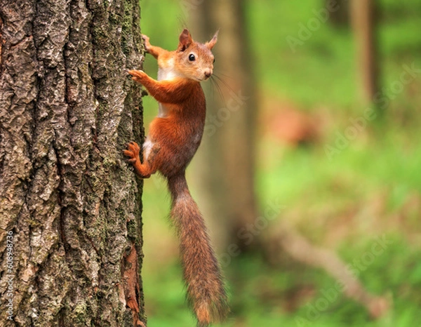 Fototapeta Beautiful squirrel on a tree in a forest park in the summer