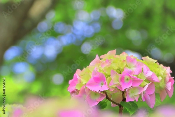 Obraz 新緑と爽やかなピンク紫陽花の花
