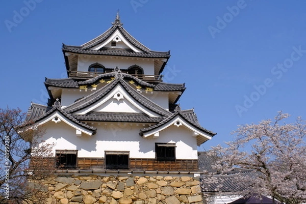 Fototapeta 彦根城天守と桜　滋賀県
