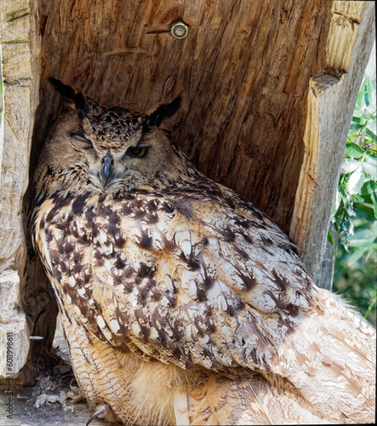 Obraz Eagle Owl