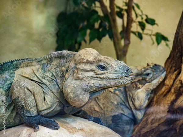 Obraz Iguana