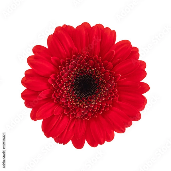 Fototapeta Red gerbera flower isolated on a transparent png background. Stock photo