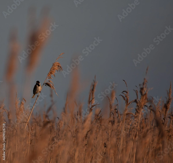 Obraz reed bunting