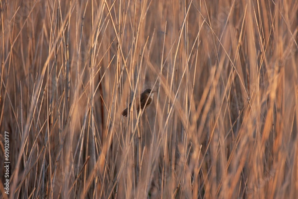 Obraz reed warbler 