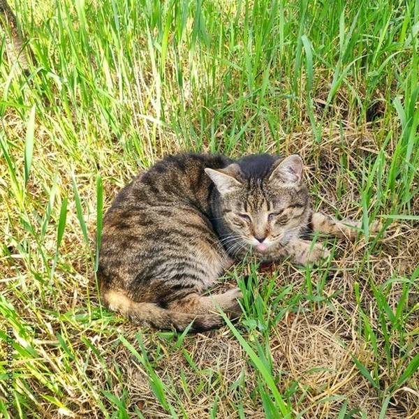 Fototapeta cat on the grass