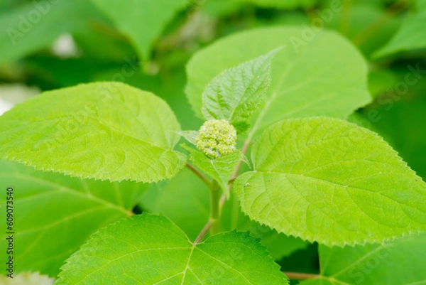Obraz 白いアジサイ[アナベル](あじさい祭り@府中郷土の森公園)7