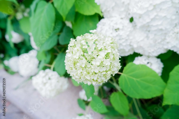 Obraz 白いアジサイ[アナベル](あじさい祭り@府中郷土の森公園)2