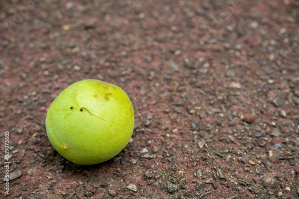 Obraz 梅@府中郷土の森公園2