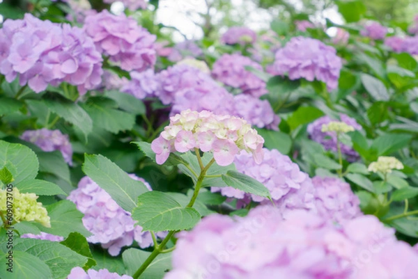 Obraz 紫のアジサイ[セイヨウアジサイ](あじさい祭り@府中郷土の森公園)4