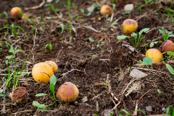 Obraz 梅@府中郷土の森公園1