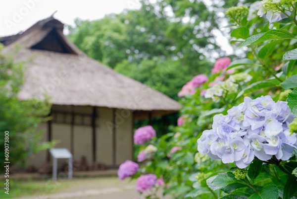 Fototapeta 古民家とアジサイ[セイヨウアジサイ](あじさい祭り@府中郷土の森公園)2