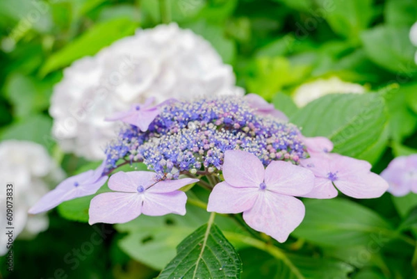 Obraz 紫のアジサイ[ヤマアジサイ](あじさい祭り@府中郷土の森公園)3