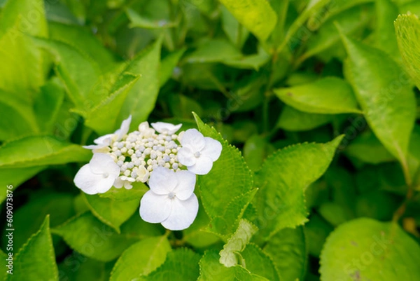 Obraz 青のアジサイ[ヤマアジサイ](あじさい祭り@府中郷土の森公園)2