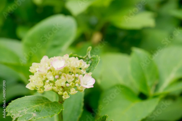 Obraz 紫のアジサイ[セイヨウアジサイ](あじさい祭り@府中郷土の森公園)3