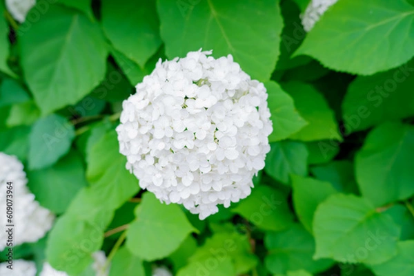 Obraz 白いアジサイ[アナベル](あじさい祭り@府中郷土の森公園)3