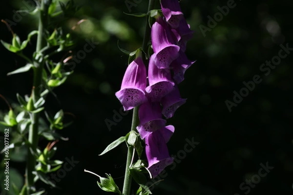 Obraz digitale poupre