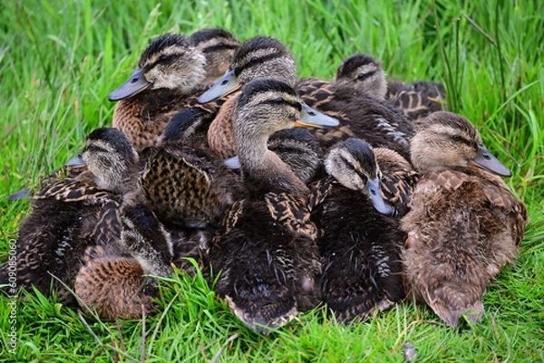 Obraz Mallard ducklings