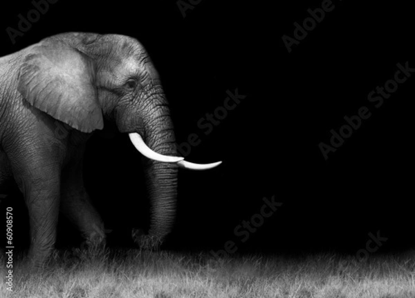 Fototapeta African elephant in black and white