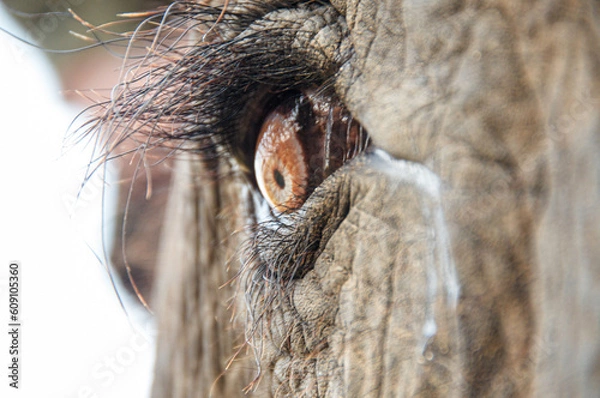 Obraz Elephant eye 