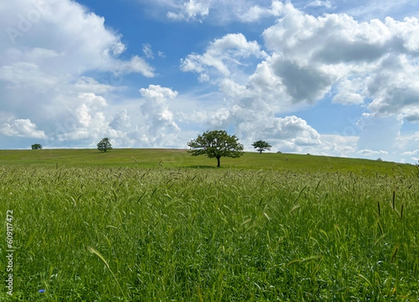 Obraz View of green hill with wheat field against blue sky and clouds