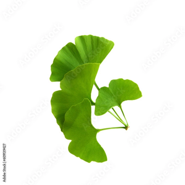 Obraz Twig with ginkgo biloba leaves isolated on a transparent background. Green, fresh leaves of Maidenhair. PNG